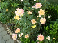 6f07c685-Picture 3264.jpg
